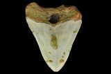 Bargain, 3.86" Fossil Megalodon Tooth - North Carolina - #131561-2